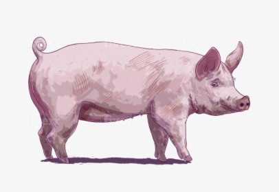 Domestic Pig, HD Png Download, Free Download