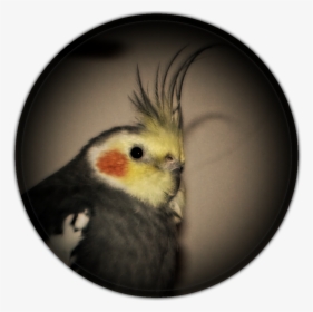 Cockatiel, HD Png Download, Free Download