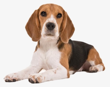 Beagle Dog Puppy Png Clipart - Short Hair Small Dogs Breeds, Transparent Png, Free Download
