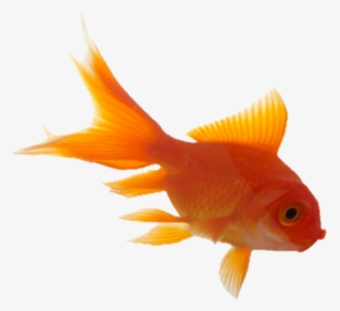 Aesthetic Tumblr Vaporwave Goldfish Fish Orange - Orange Aesthetic Tumblr Png, Transparent Png, Free Download