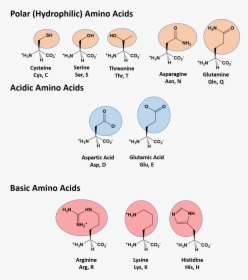 Drawing Of Aa Found In Protein, HD Png Download, Free Download
