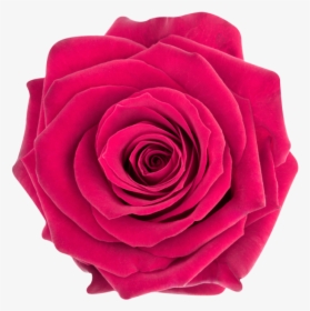 Adesivo Rosa Para O Pequeno Príncipe - Garden Roses, HD Png Download, Free Download