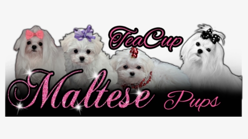 Tea Cup Maltese Pups - Maltese, HD Png Download, Free Download