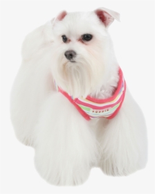 Companion Dog, HD Png Download, Free Download