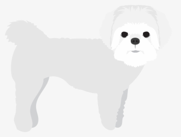 Maltese, HD Png Download, Free Download