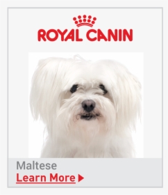 Dog Yawns, HD Png Download, Free Download