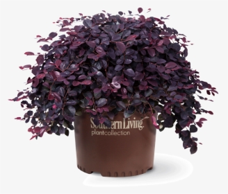 Purple Pixie Loropetalum In Branded Pot - Crimson Fire Loropetalum 3 Gallon, HD Png Download, Free Download