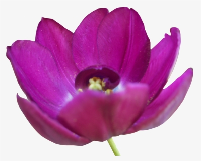 Transparent Tulip Tree Png - Tulip, Png Download, Free Download