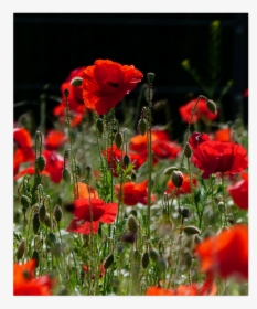 Red Poppies, Poppy Poster 20"x24" - Corn Poppy, HD Png Download, Free Download