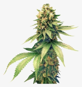 Bud - Cannabis Png, Transparent Png, Free Download
