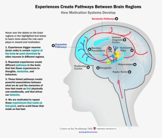 Motivation Pathways In Brain, HD Png Download, Free Download