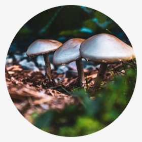 Fungus Floor -  on Society6 - Agaricus, HD Png Download, Free Download
