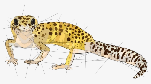Poppy For @shinyx2  redbubble society6 - Leopard Gecko Drawing Cute Easy, HD Png Download, Free Download