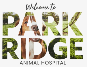 Park Ridge Video Overlay - Grass, HD Png Download, Free Download