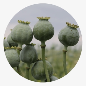 Image Of Opium Poppies For Gulf Breeze Recovery"s Knowledge - Poppy, HD Png Download, Free Download