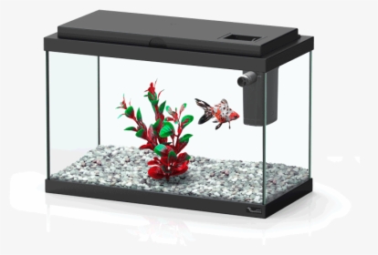 Funny Fish - Aquarium Fish Png Top View, Transparent Png, Free Download