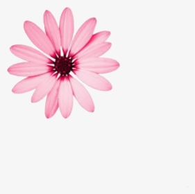 Aesthetic, Editing, And Flower Image - Poster, HD Png Download, Free Download