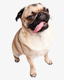 Dog, Cute, And Pug Image - Transparent Pug, HD Png Download, Free Download
