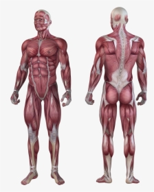 Muscular System Png, Transparent Png, Free Download