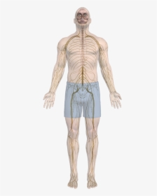 Body-nerves - Male, HD Png Download, Free Download