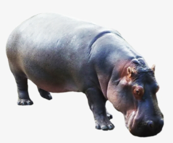 Hippo Png, Transparent Png, Free Download