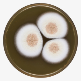 Aspergillus Neoechinulatus Meaox - Dish, HD Png Download, Free Download