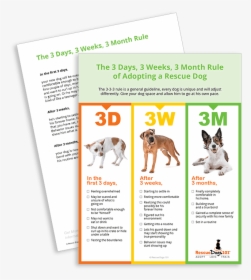 The 3 Days, 3 Weeks, 3 Month Rule Of Adopting A Rescue, HD Png Download, Free Download