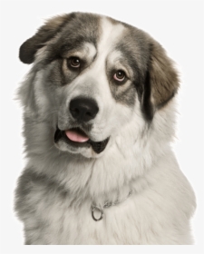 Great Pyrenees, HD Png Download, Free Download