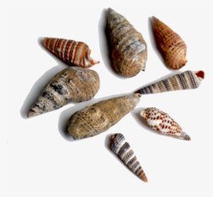These Spiral Shaped Shells Are One Of The More Abundant - Spiral Snail Shell Fossil, HD Png Download, Free Download