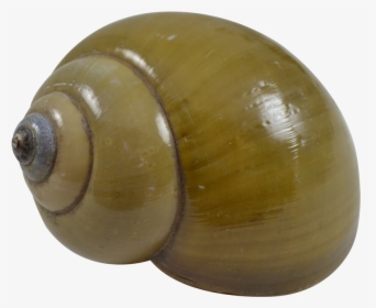 Green Land Snail - Sea Snail, HD Png Download, Free Download
