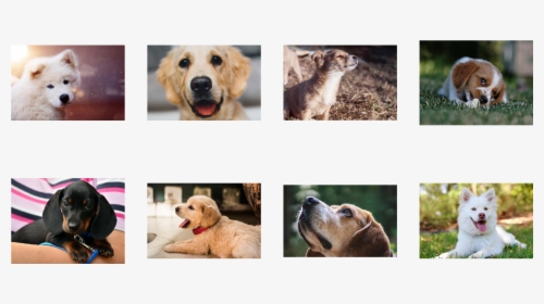 / Images/examples Getting Started 19 0 - Labrador Retriever, HD Png Download, Free Download