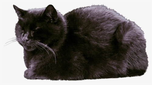 Cat - Black Cat Sleeping Clipart, HD Png Download, Free Download