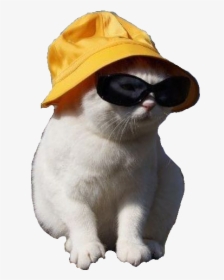 Gato Con Lentes Y Sombrero, HD Png Download, Free Download