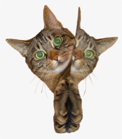 Domestic Short-haired Cat, HD Png Download, Free Download