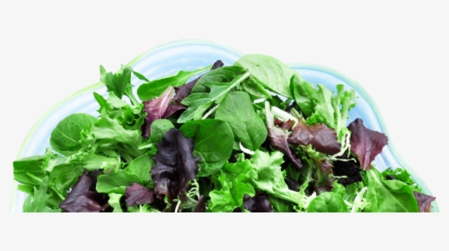 Pagelines- Lettuce - Spinach, HD Png Download, Free Download