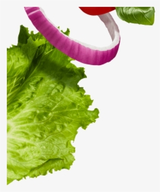 Lettuce And Onion - Romaine Lettuce, HD Png Download, Free Download