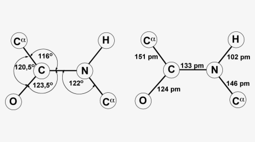 Trans-peptide Bond - Trans Peptide Bond, HD Png Download, Free Download