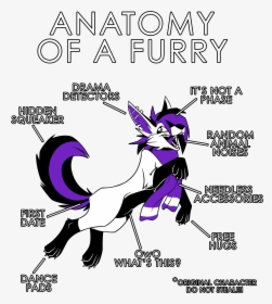 Anatomy Of A Furry, HD Png Download, Free Download