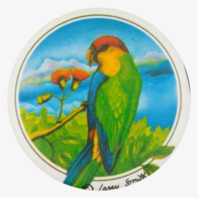 Tropical Bird Art Button Museum - Budgie, HD Png Download, Free Download