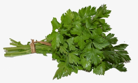 Coriander, HD Png Download, Free Download