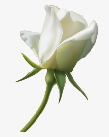 Single White Rose Png, Transparent Png, Free Download