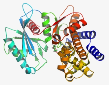 Enzyme Glucokinase, HD Png Download, Free Download