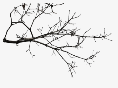 Twig Drawing Elder - Tree Branch Icon Transparent Background, HD Png Download, Free Download