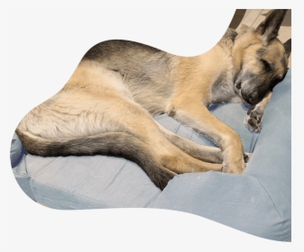 Site Sleeping Dog - Guard Dog, HD Png Download, Free Download