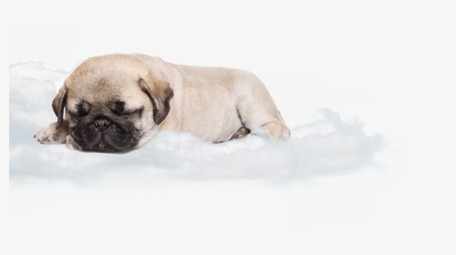 Pug Sleeping On A Cloud Dreaming - Dog Sleeping In A Cloud, HD Png Download, Free Download