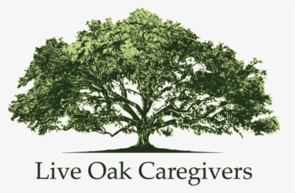 Live-oak - Mexican Pinyon, HD Png Download, Free Download