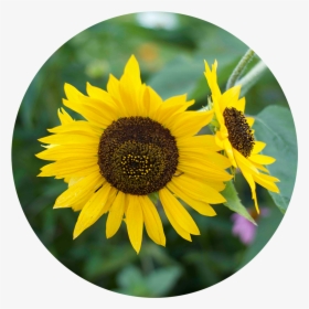 Sunflower, HD Png Download, Free Download