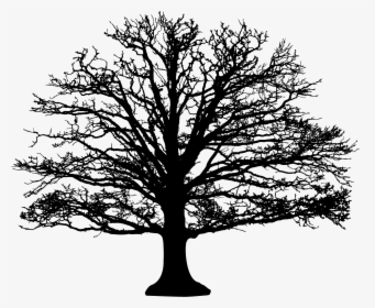 Tree With Roots Silhouette Png - Black And White Leafless Tree, Transparent Png, Free Download