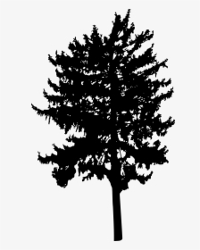 Tree Woody Plant Branch Conifers - Tree, HD Png Download, Free Download