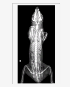 Normal Opossum X Ray, HD Png Download, Free Download